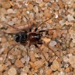 Mierenjagerspinnen