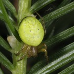 Araniella  cucurbitina  (Clerck, 1757 ) - Gewone komkommerspin © GL