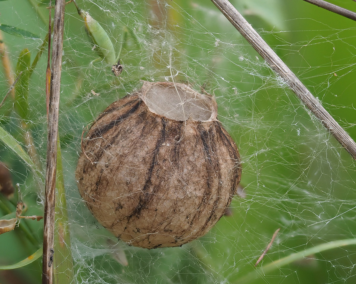 This image has an empty alt attribute; its file name is Argiope-bruennichi-cocoon_Henk-Dikkema.jpg