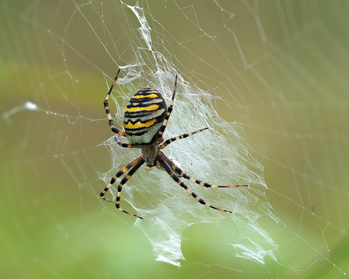 This image has an empty alt attribute; its file name is Argiope-bruennichi-female_Henk-Dikkema.jpg