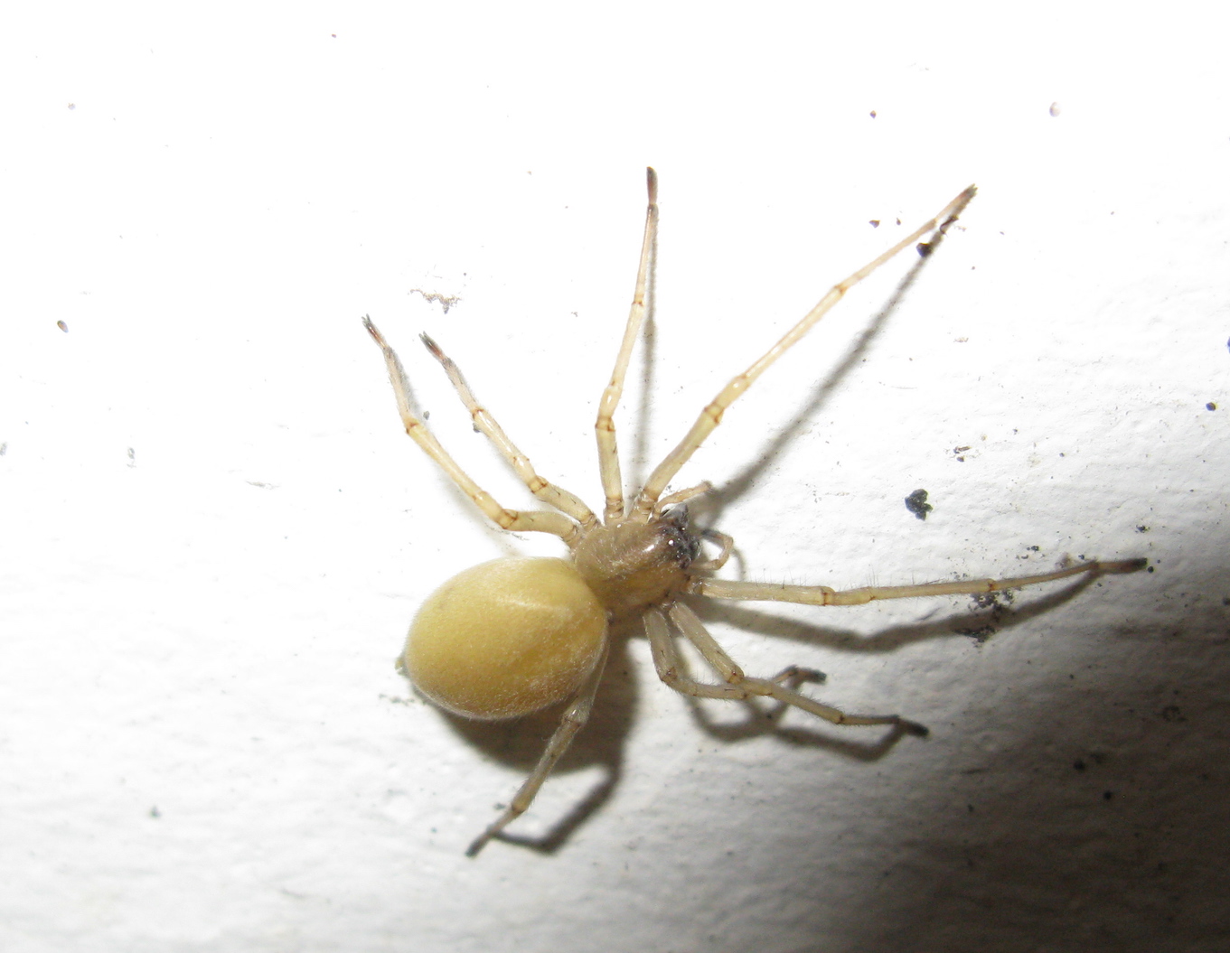 Faut-il avoir peur de l'araignée Cheiracanthium mildei?